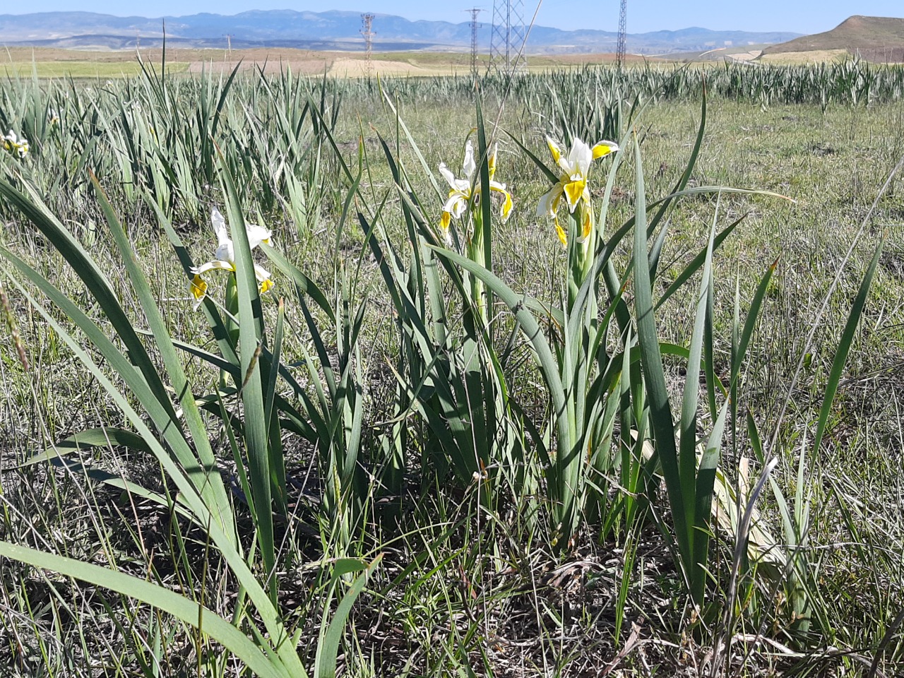 Iris orientalis 