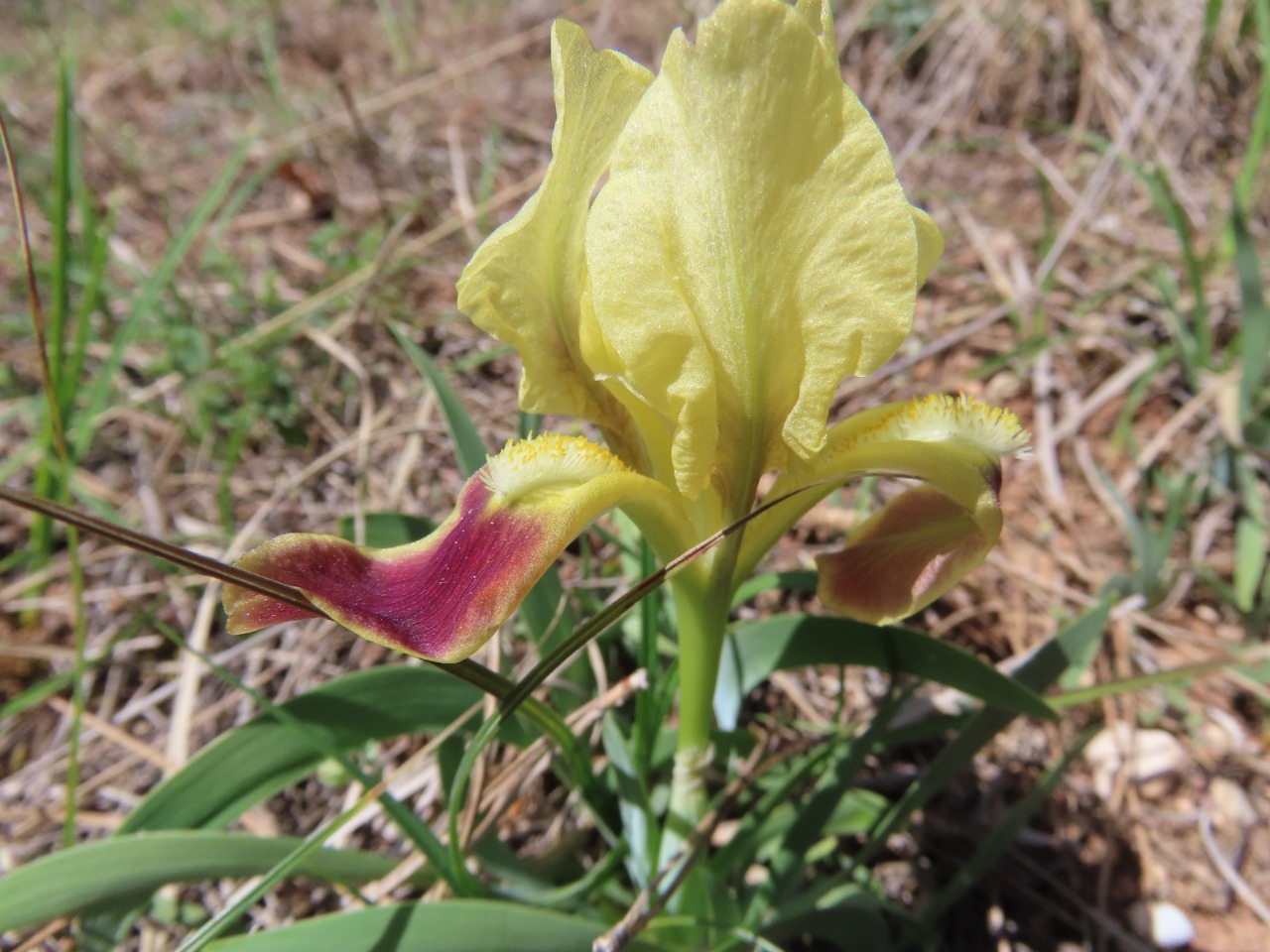 Iris pumila subsp. attica