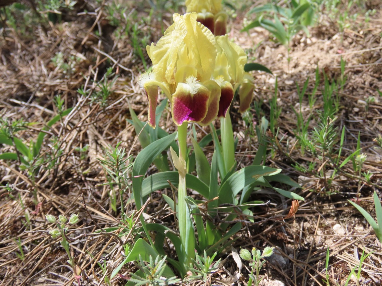 Iris pumila subsp. attica