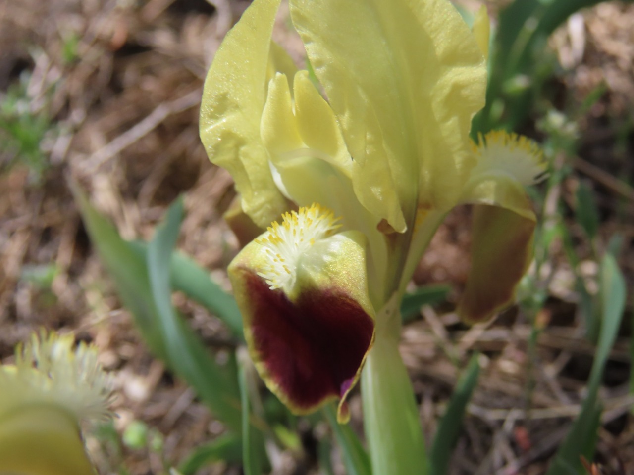 Iris pumila subsp. attica