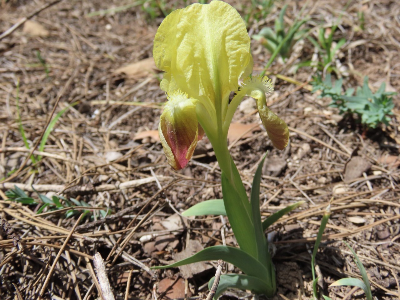 Iris pumila subsp. attica