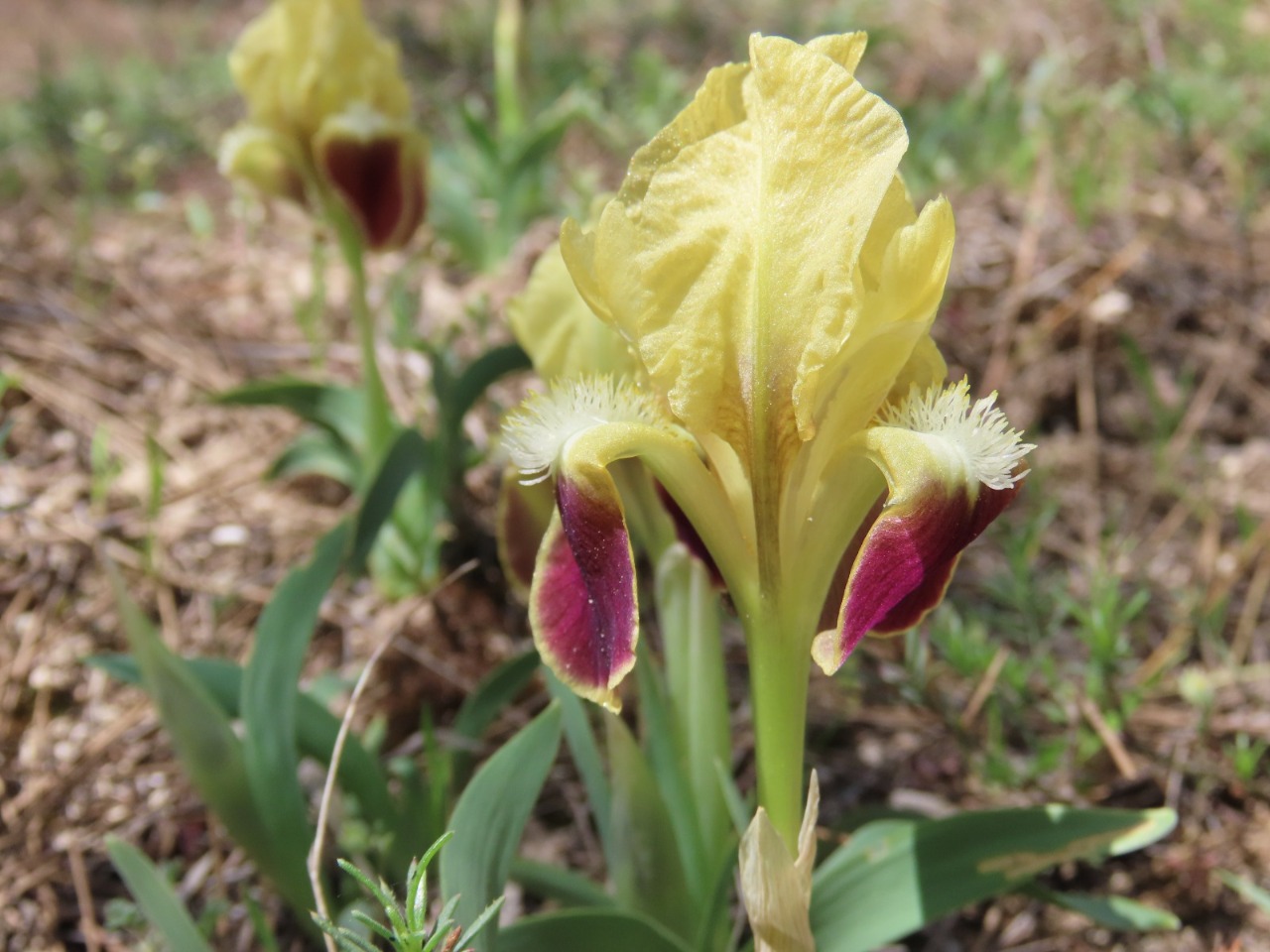 Iris pumila subsp. attica