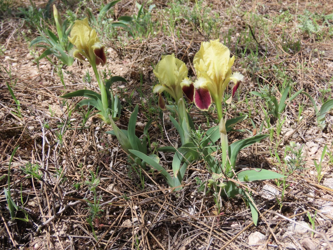 Iris pumila subsp. attica