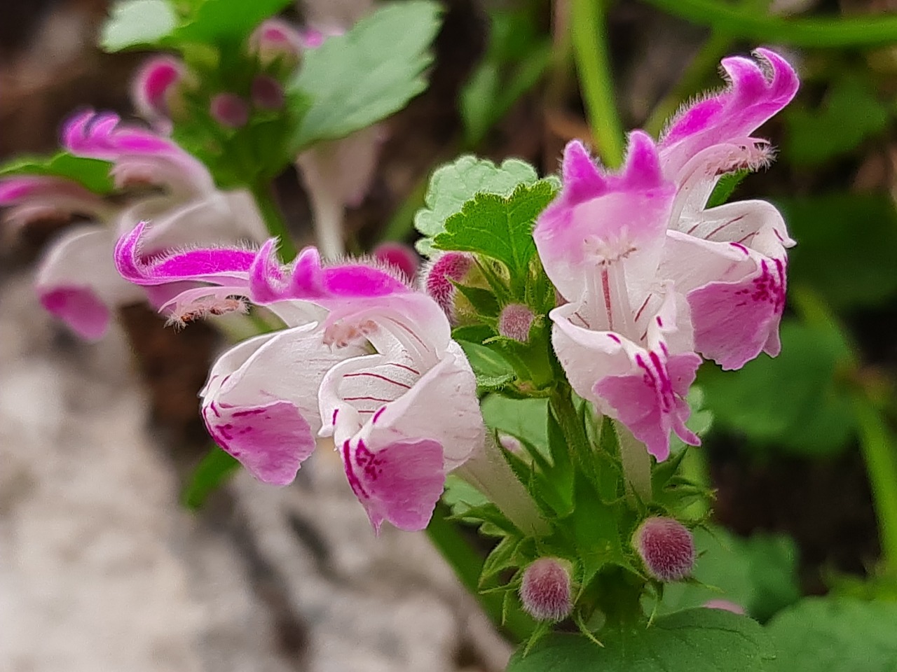 Lamium garganicum subsp. striatum var. striatum