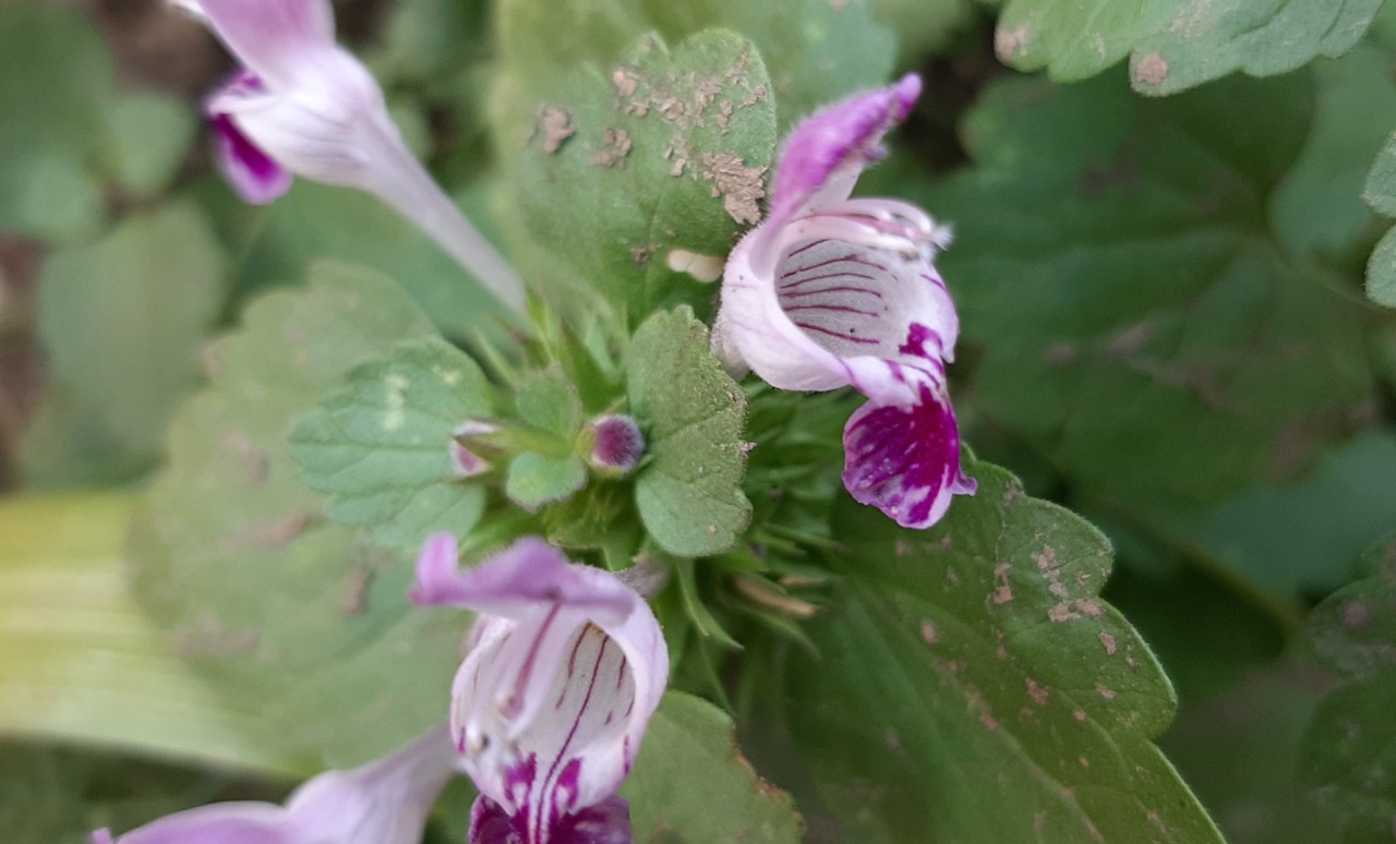 Lamium garganicum subsp. striatum var. striatum