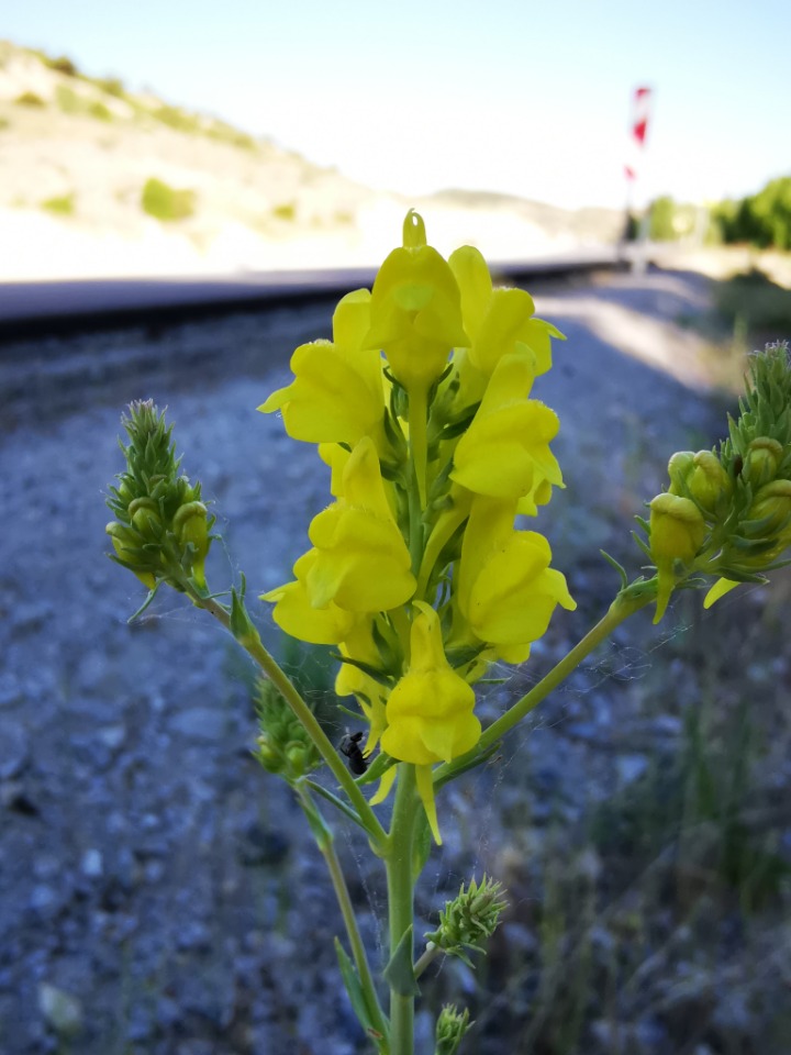 Linaria grandiflora 