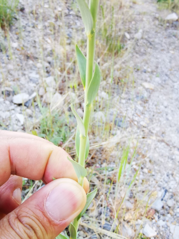Linaria grandiflora 