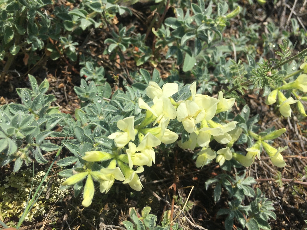 Lotus aegaeus 