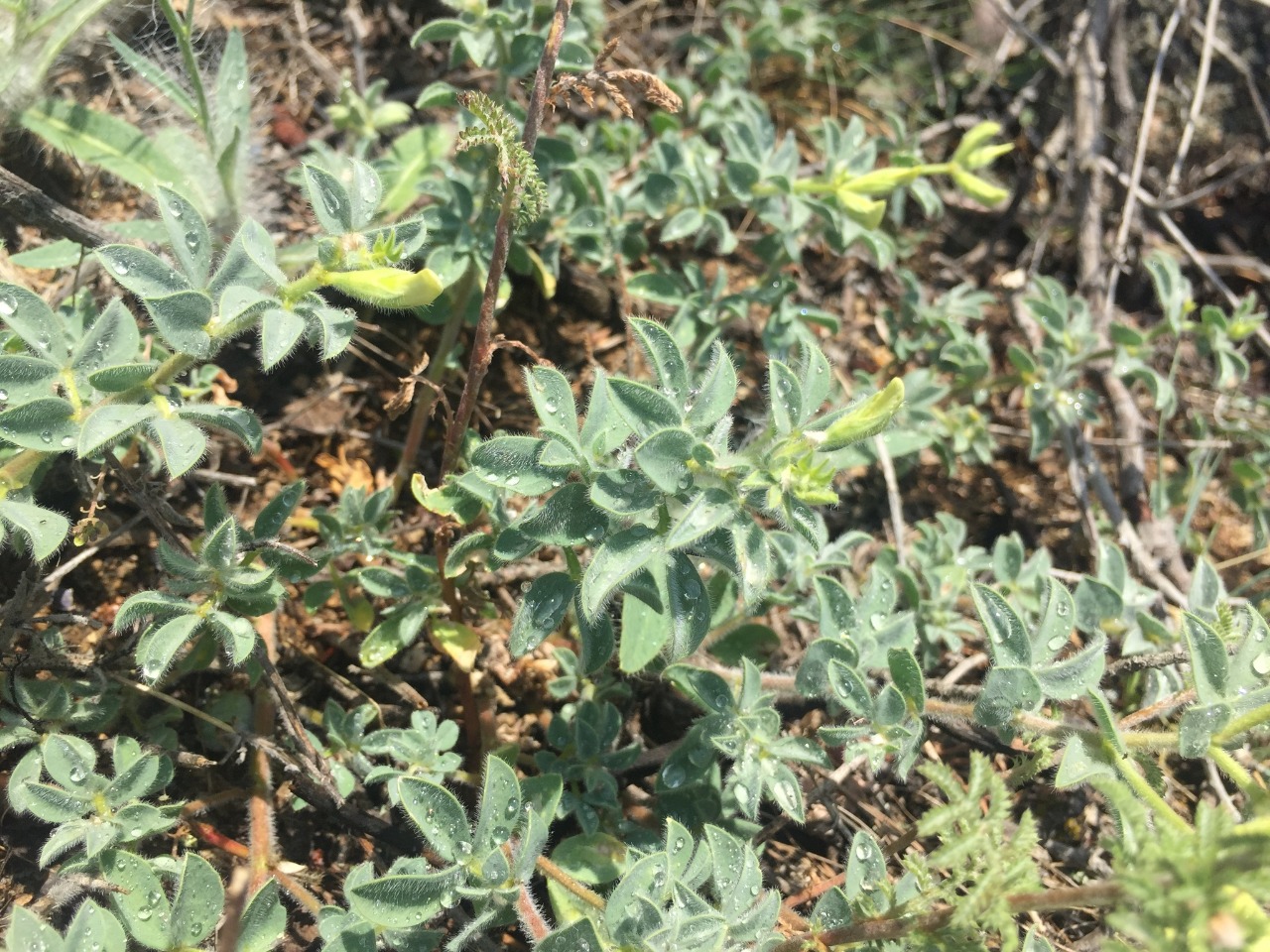 Lotus aegaeus 