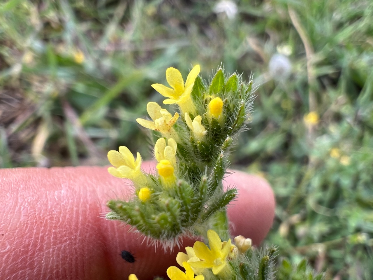 Neatostema apulum 