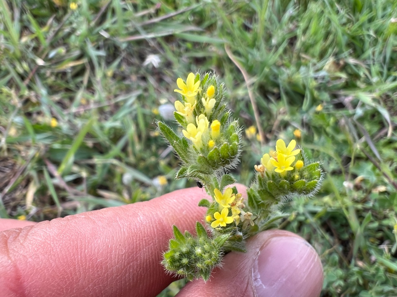Neatostema apulum 