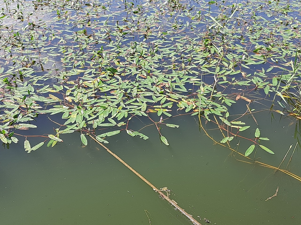Polygonum amphibium 
