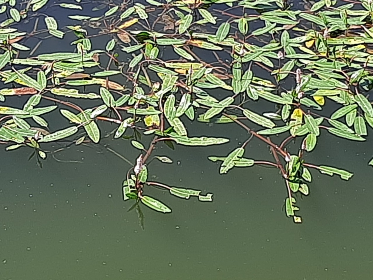 Polygonum amphibium 