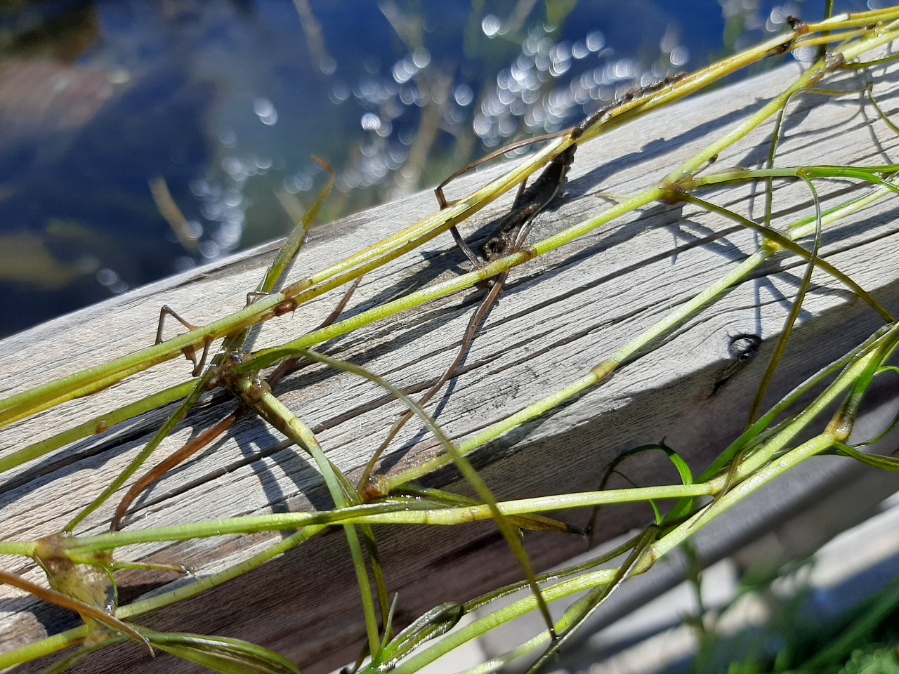 Potamogeton pusillus 