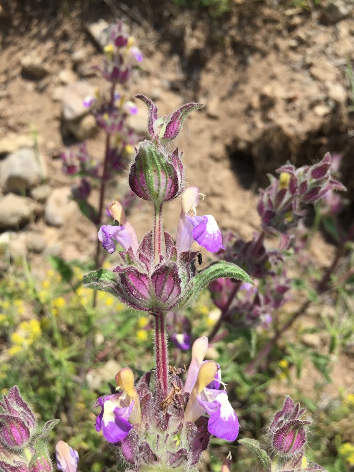 Salvia bracteata 
