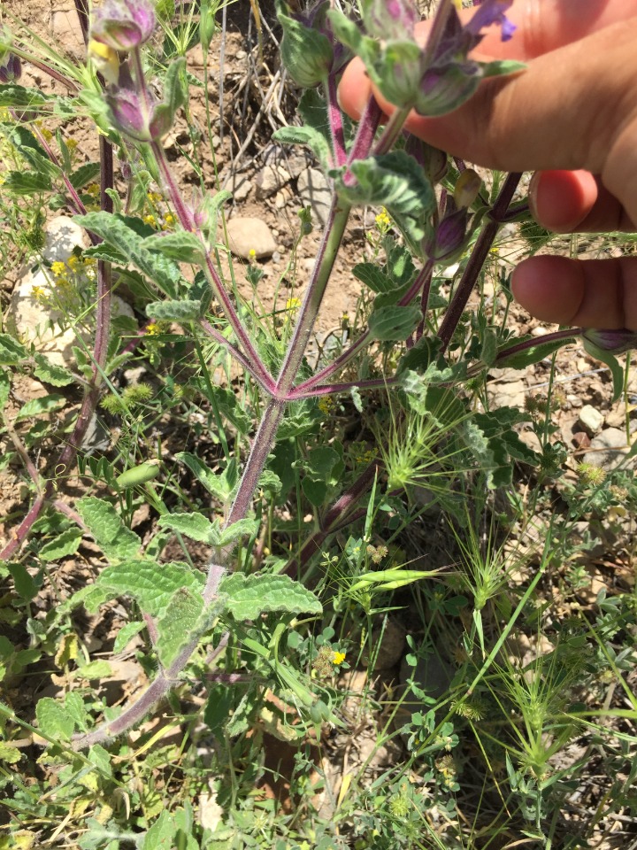 Salvia bracteata 