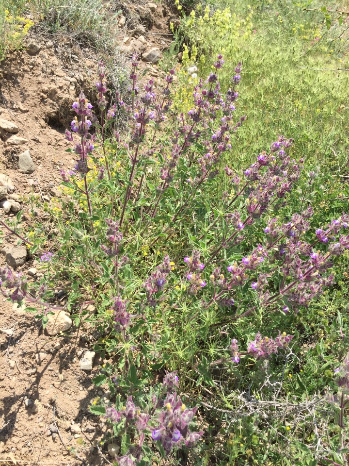 Salvia bracteata 