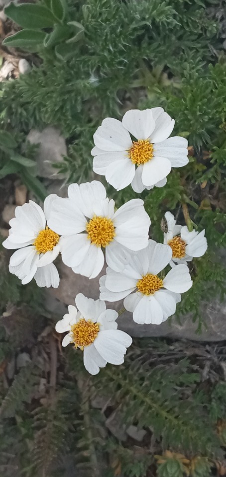 Tanacetum armenum 