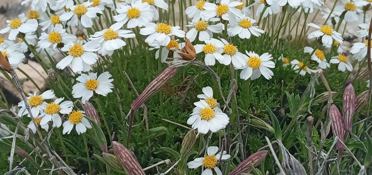 Tanacetum armenum 