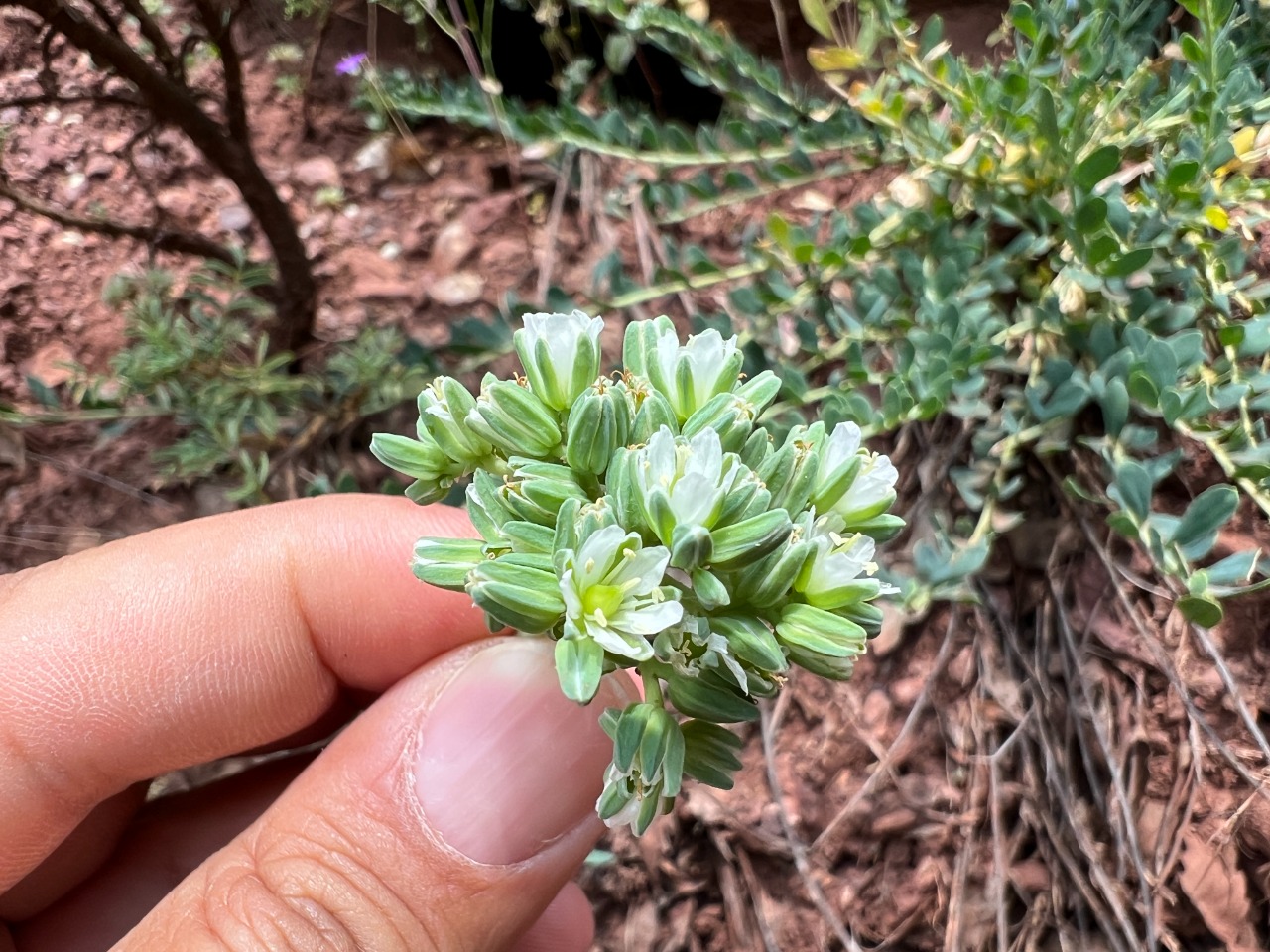 Telephium imperati subsp. orientale 