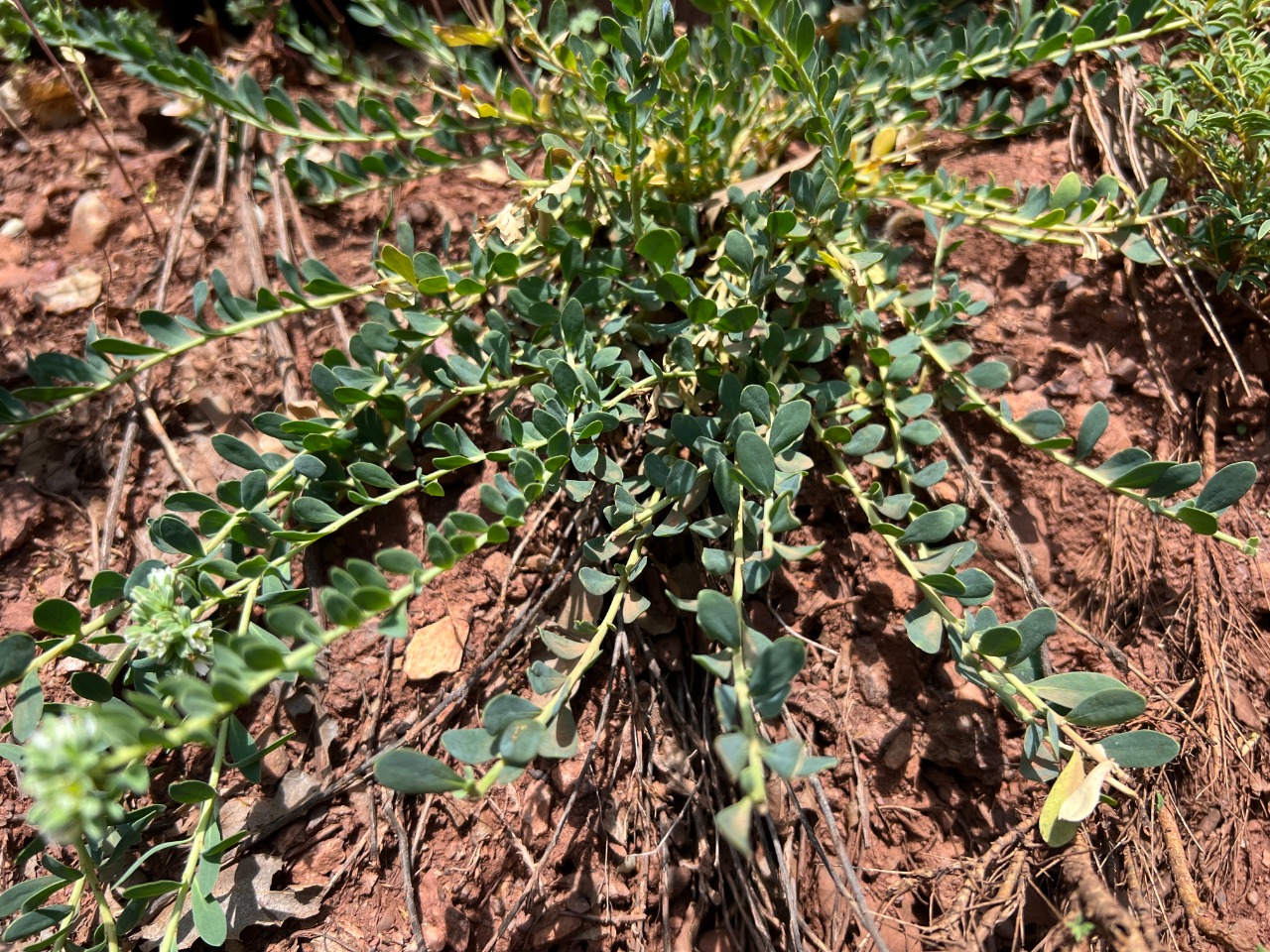 Telephium imperati subsp. orientale 