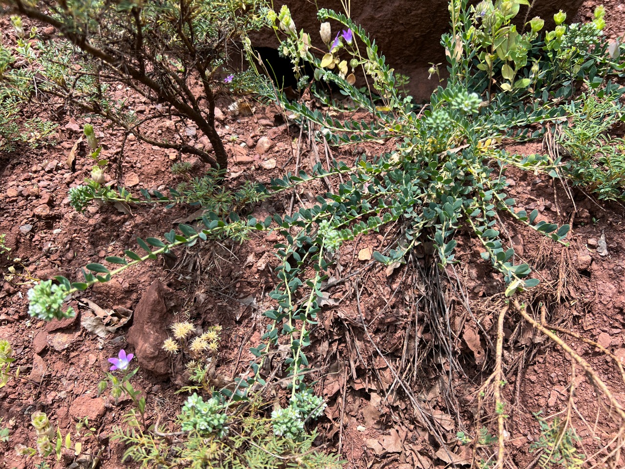 Telephium imperati subsp. orientale 