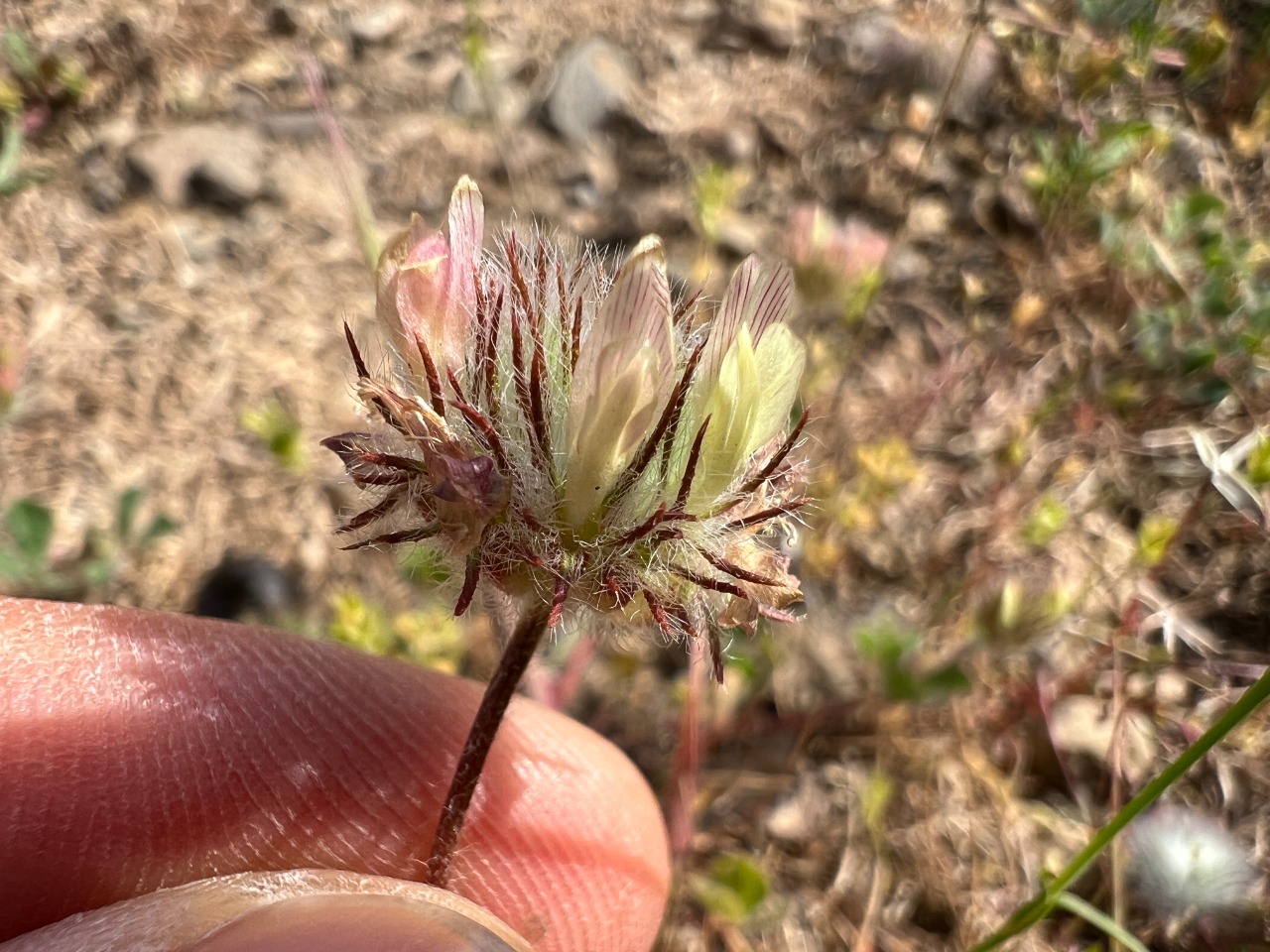 Trifolium globosum