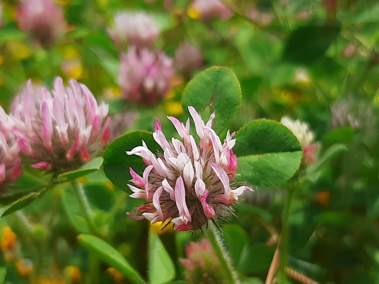 Trifolium hirtum 