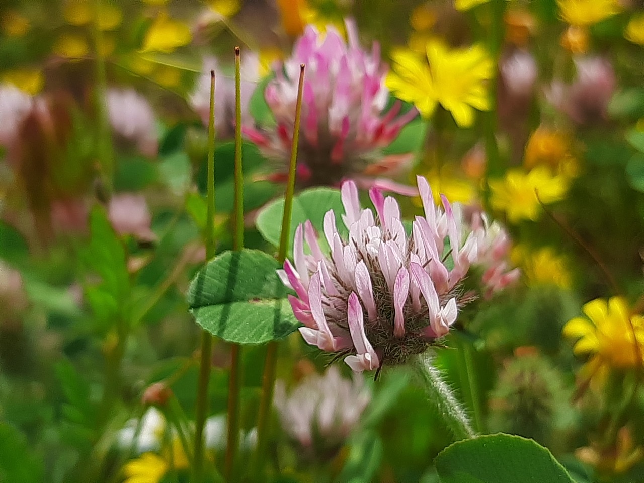 Trifolium hirtum 