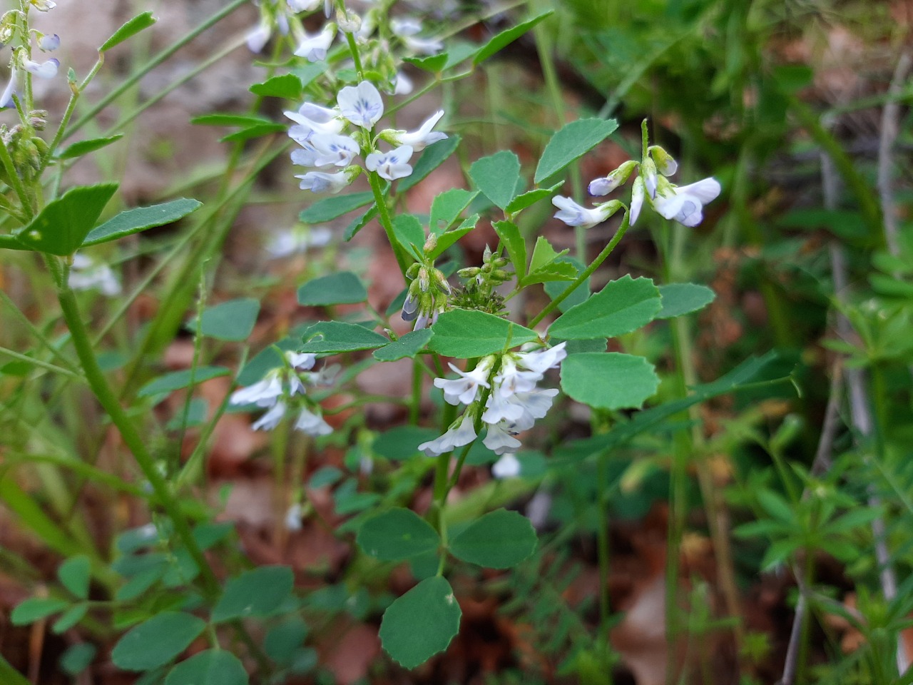 Trigonella procumbens 