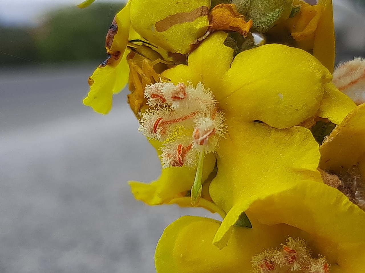 Verbascum splendidum 