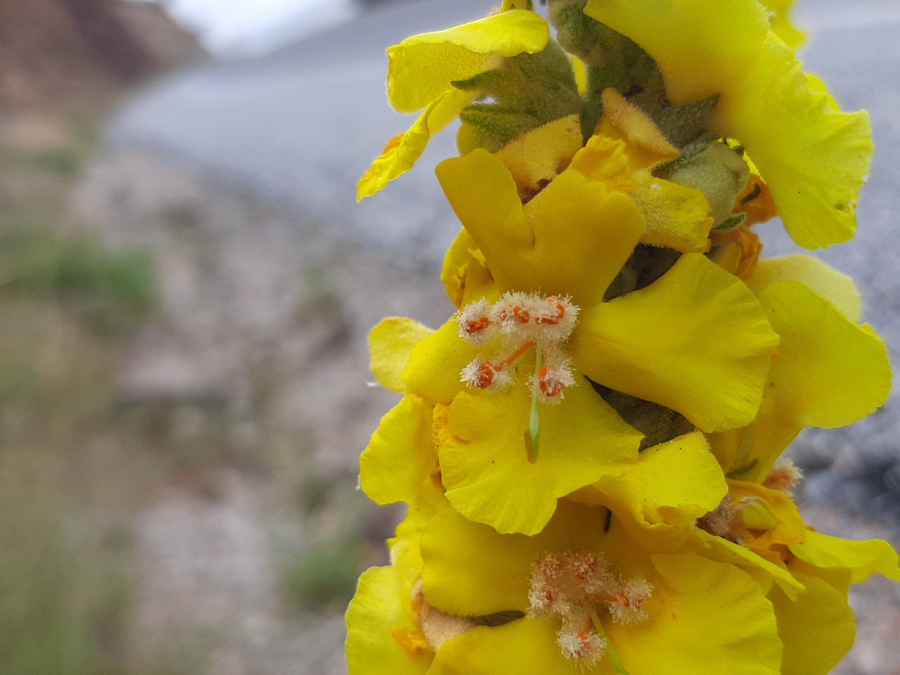 Verbascum splendidum 