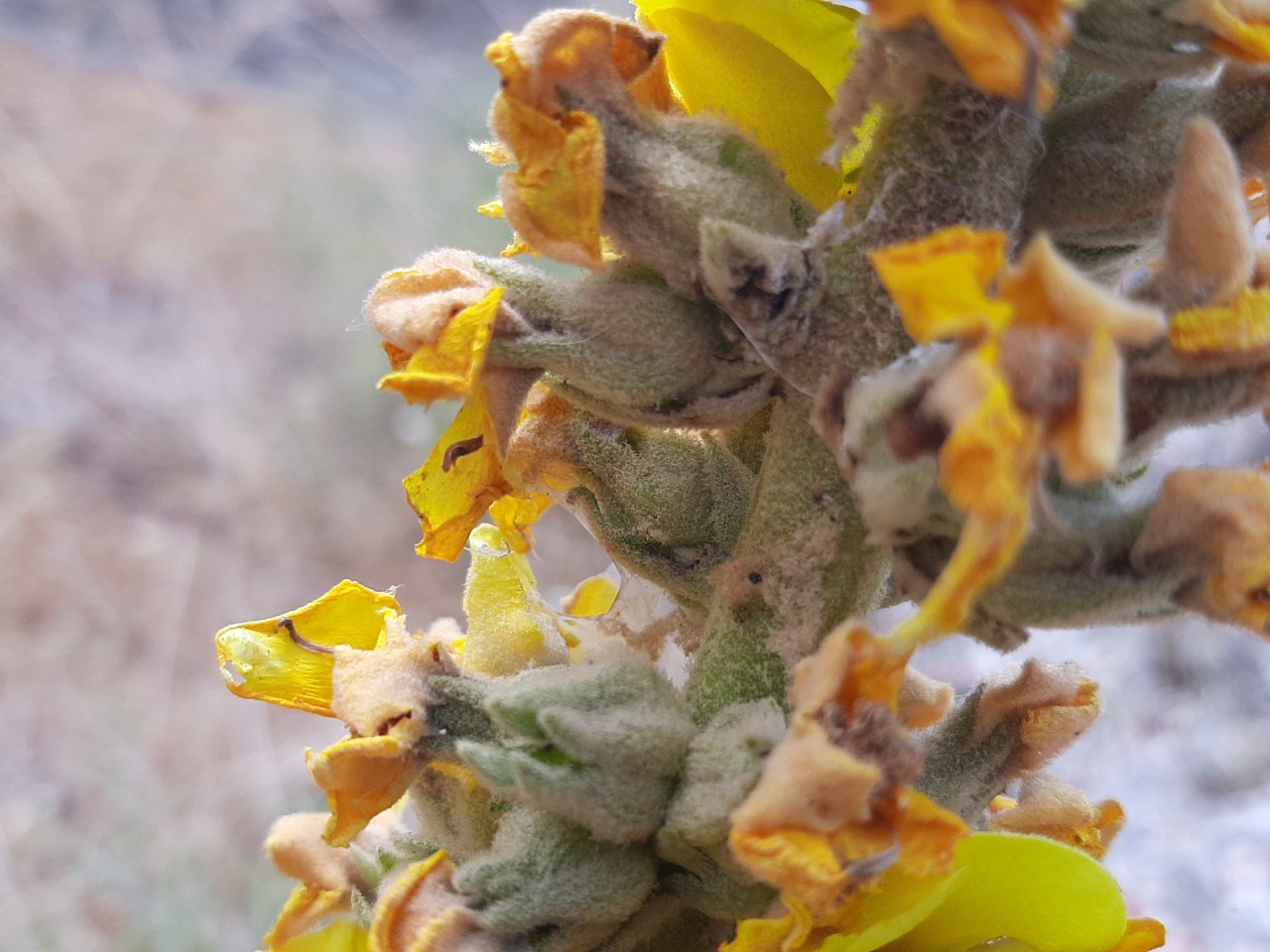 Verbascum splendidum 