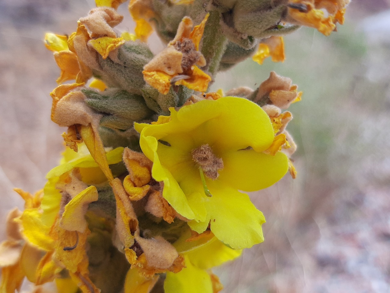 Verbascum splendidum 