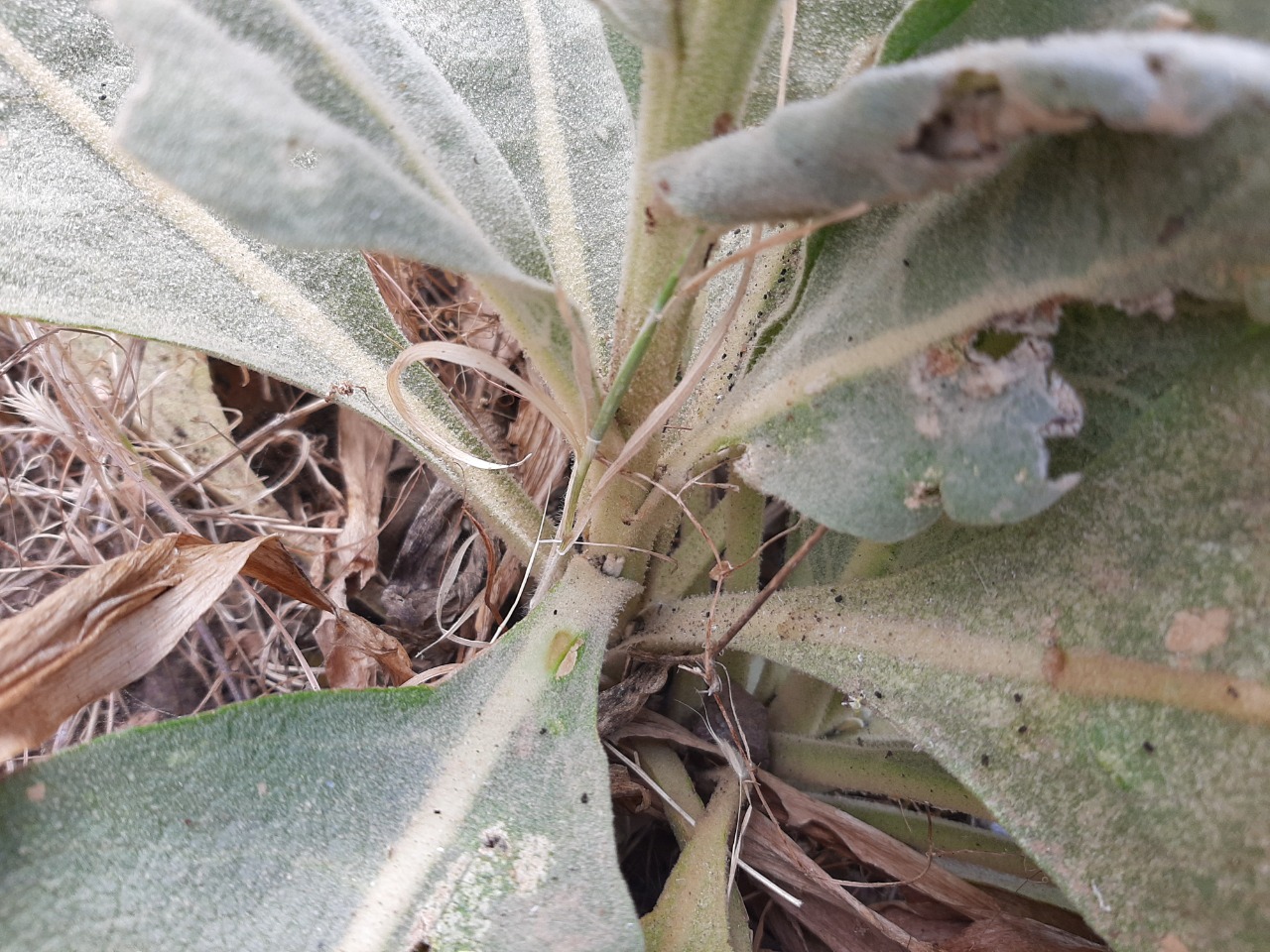 Verbascum splendidum 