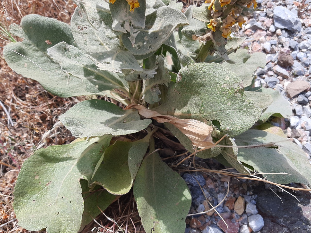 Verbascum splendidum 