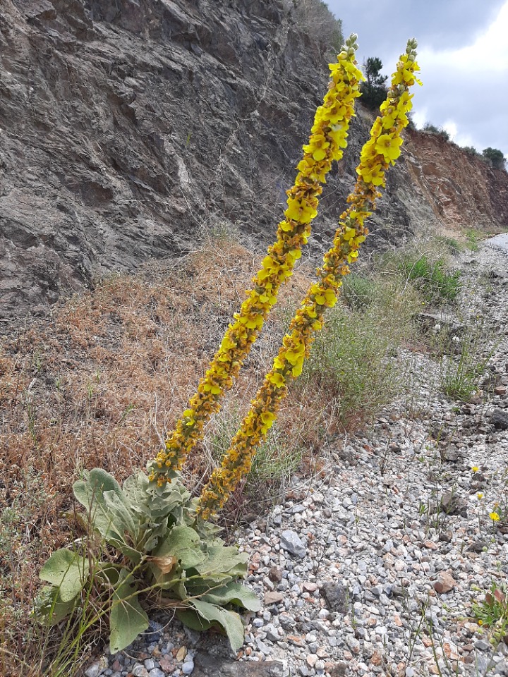 Verbascum splendidum 