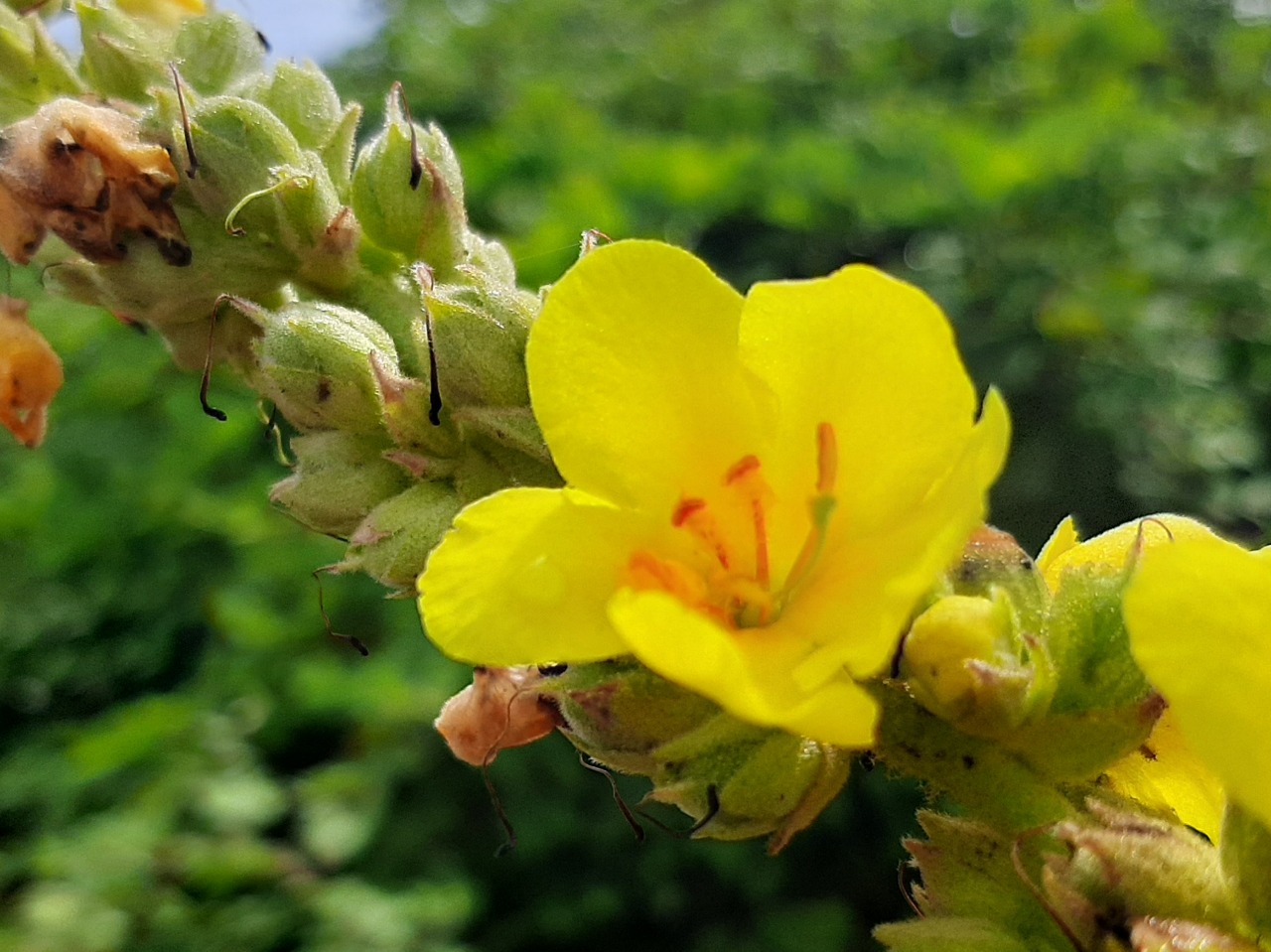 Verbascum thapsus