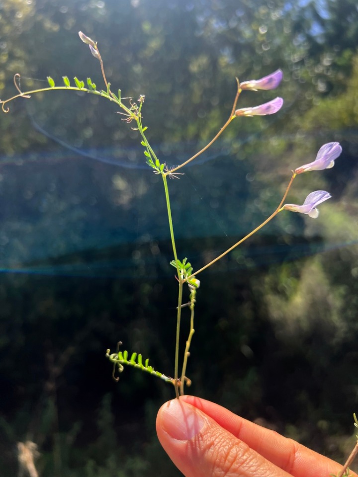 Vicia articulata 