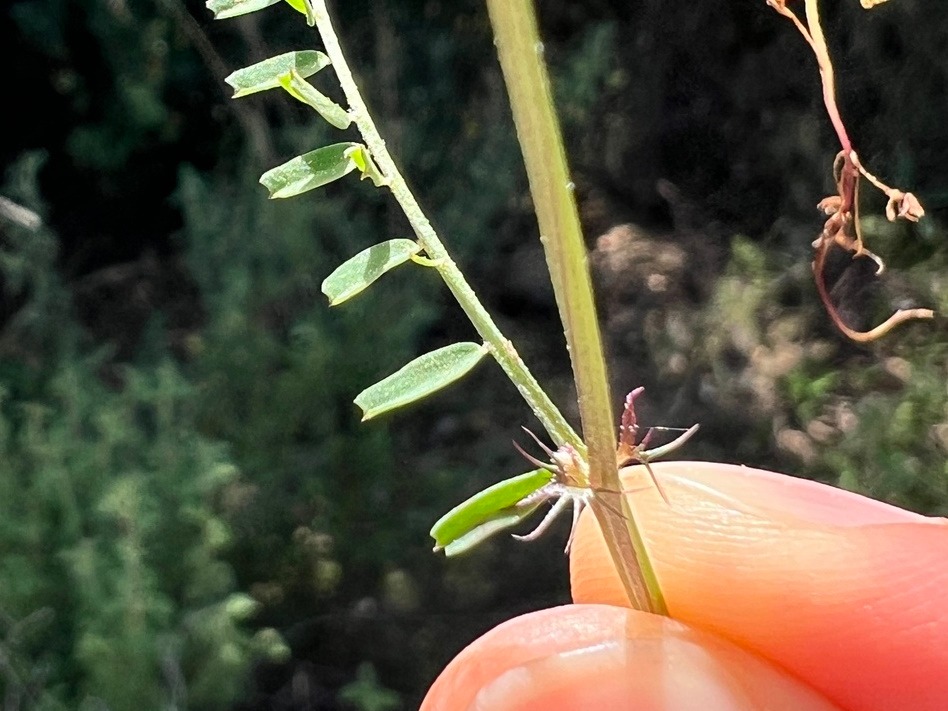 Vicia articulata 