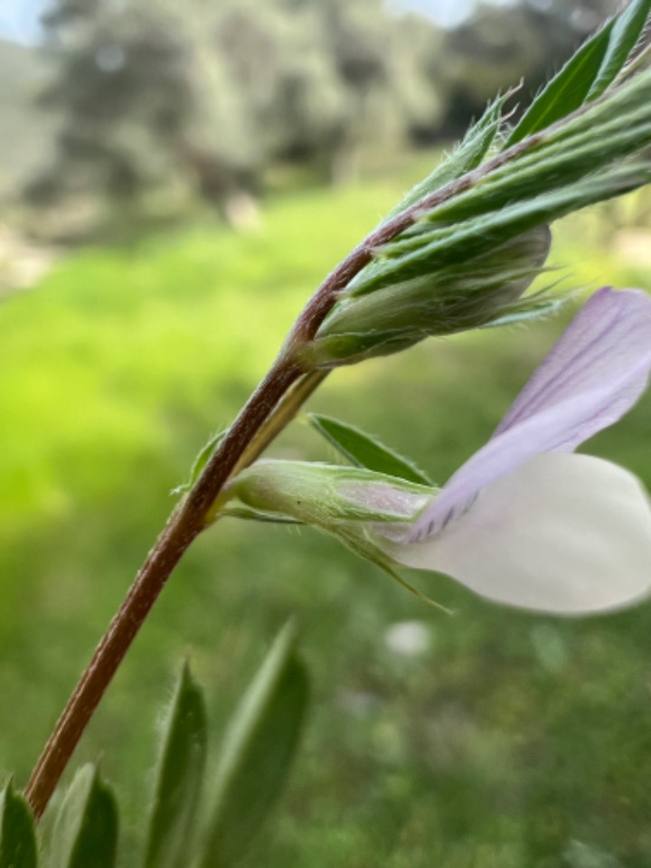 Vicia cuspidata 