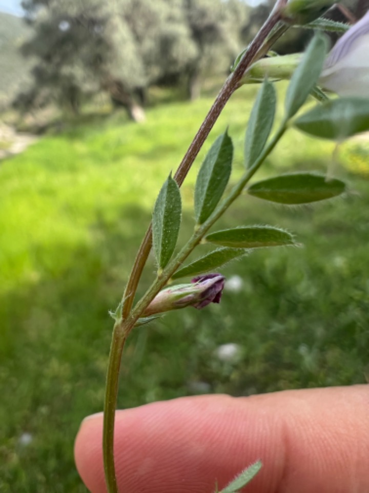 Vicia cuspidata 