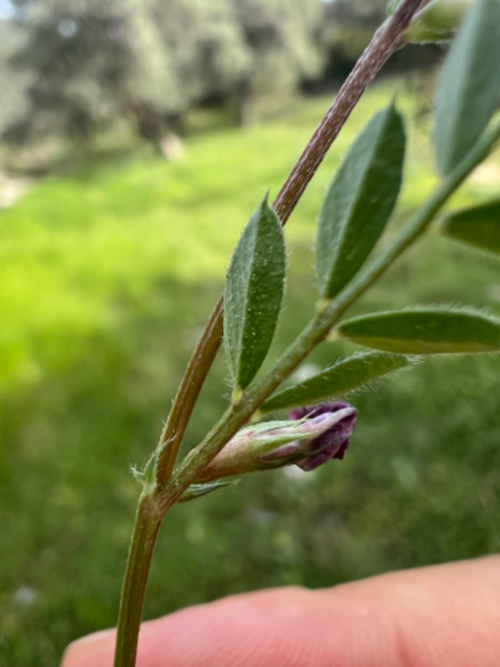 Vicia cuspidata 