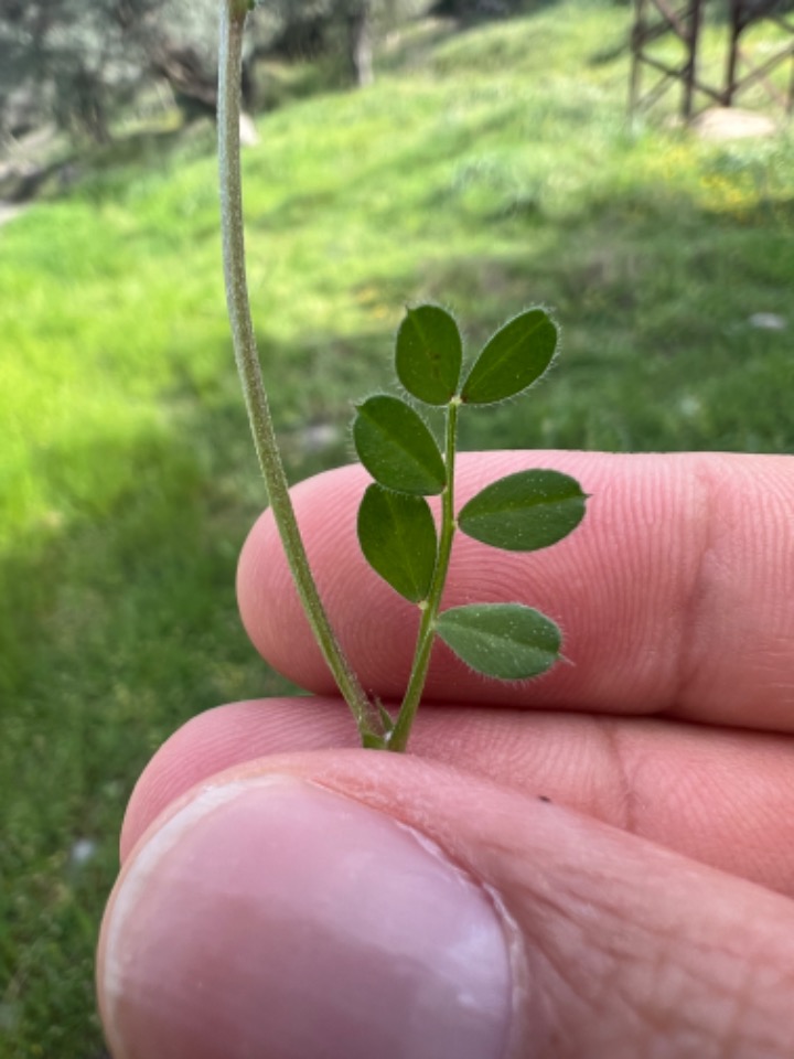 Vicia cuspidata 