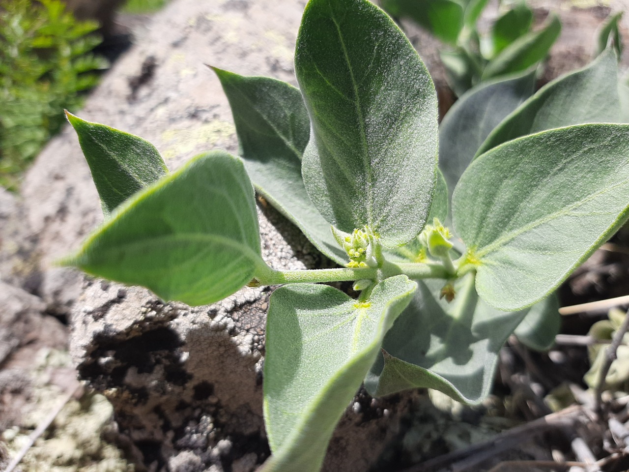 Vincetoxicum canescens subsp. pedunculata 