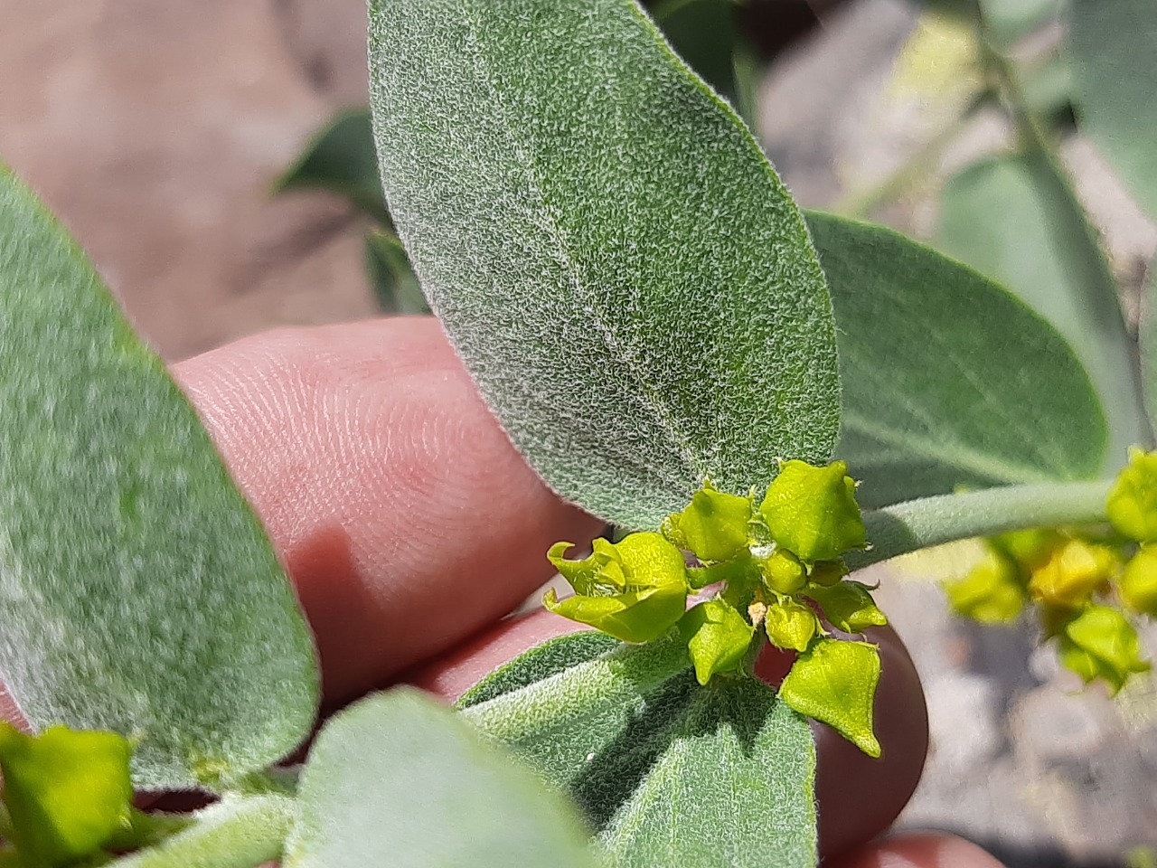 Vincetoxicum canescens subsp. pedunculata 