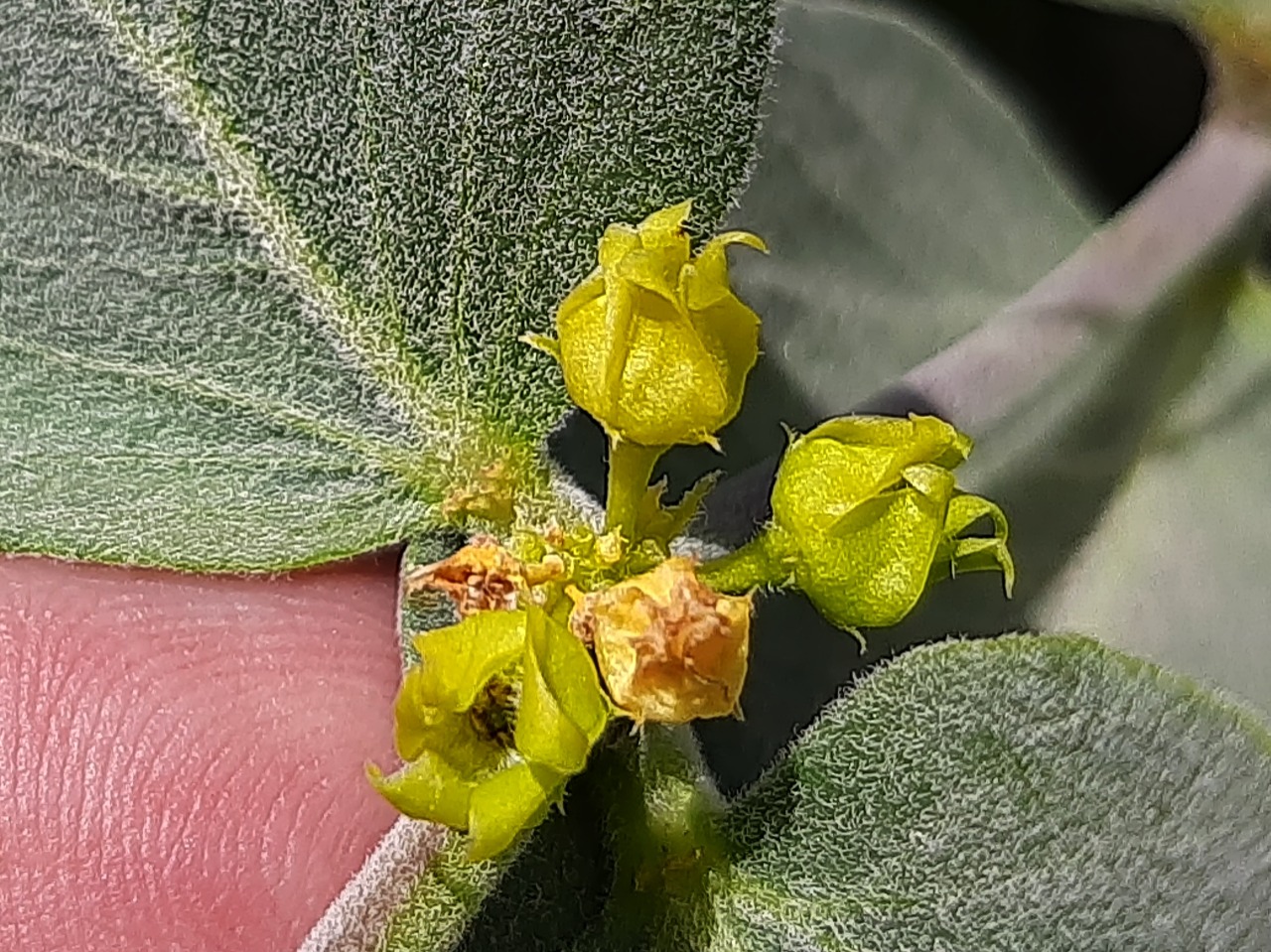 Vincetoxicum canescens subsp. pedunculata 