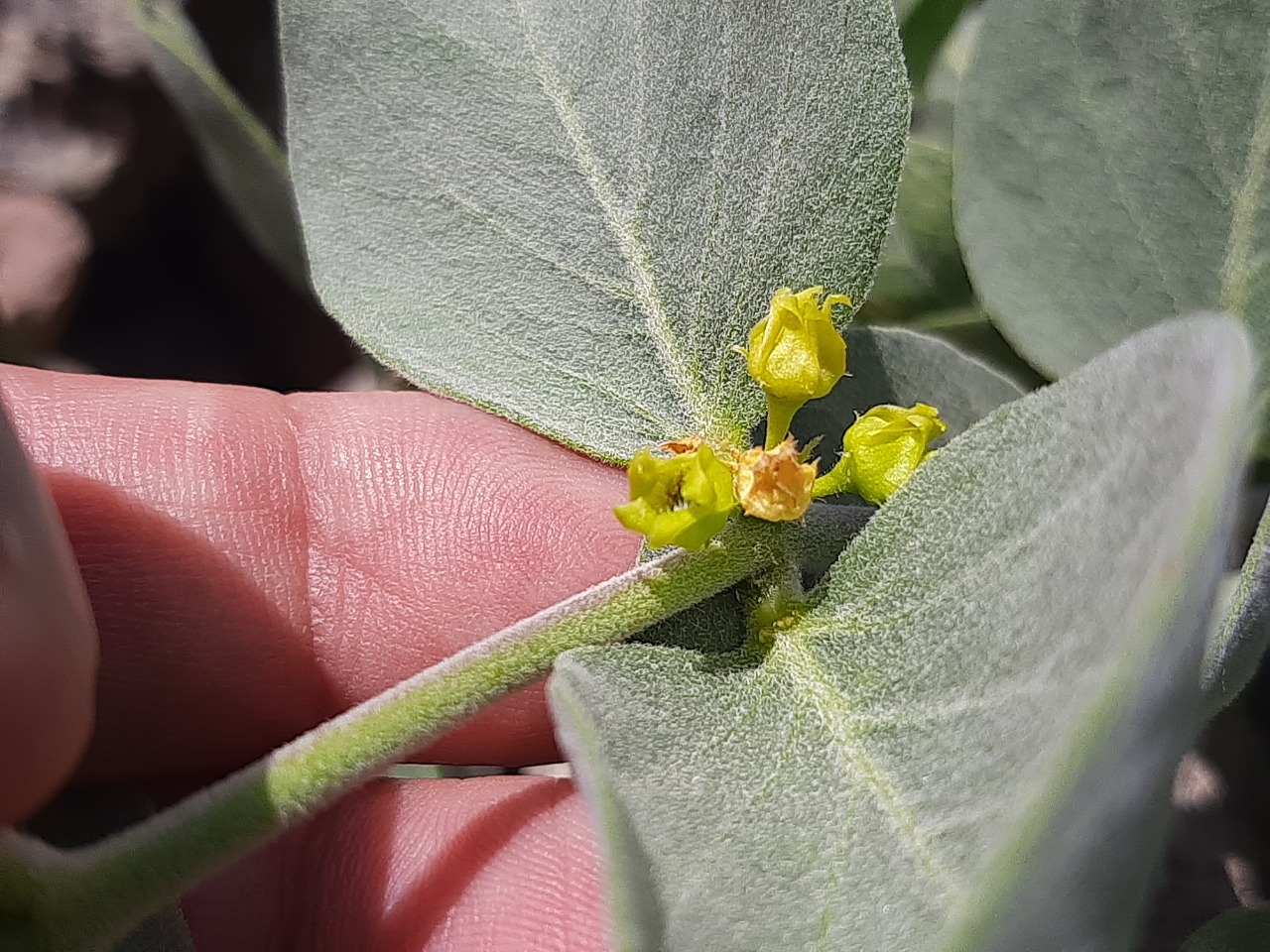 Vincetoxicum canescens subsp. pedunculata 