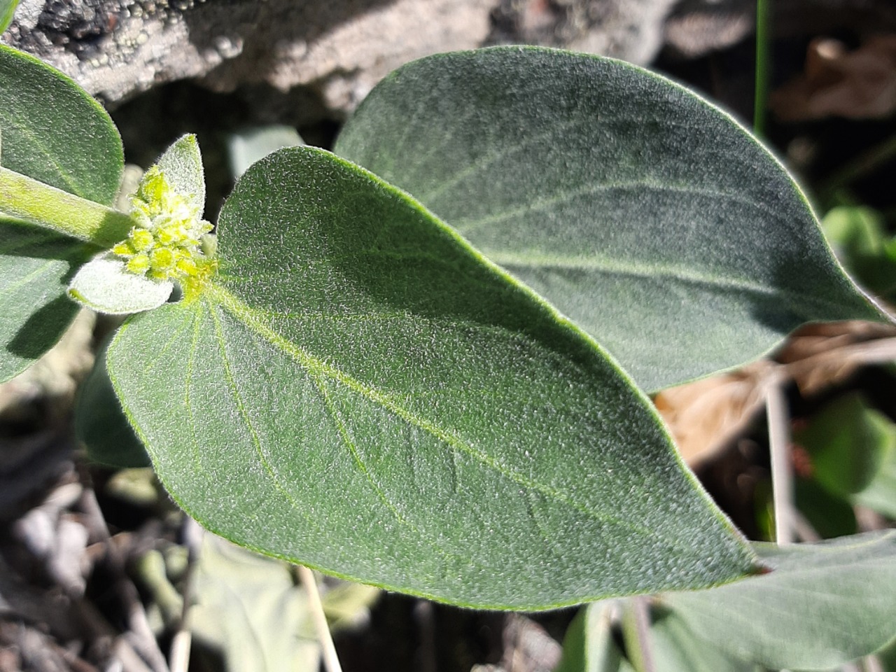 Vincetoxicum canescens subsp. pedunculata 