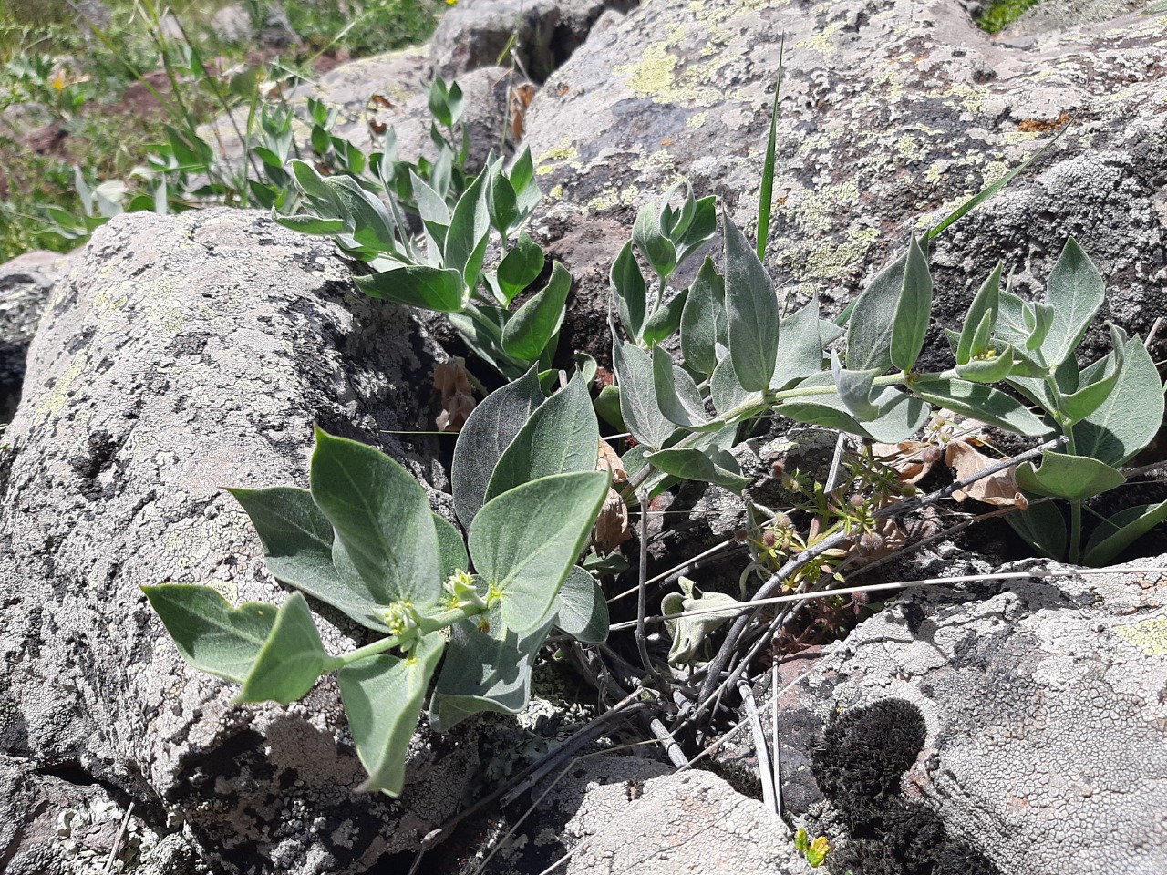 Vincetoxicum canescens subsp. pedunculata 